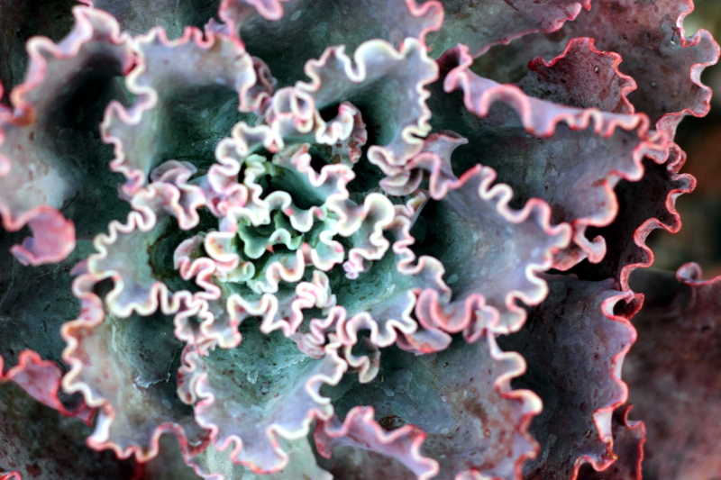 Lacey cactus, Chicago Botanical Garden