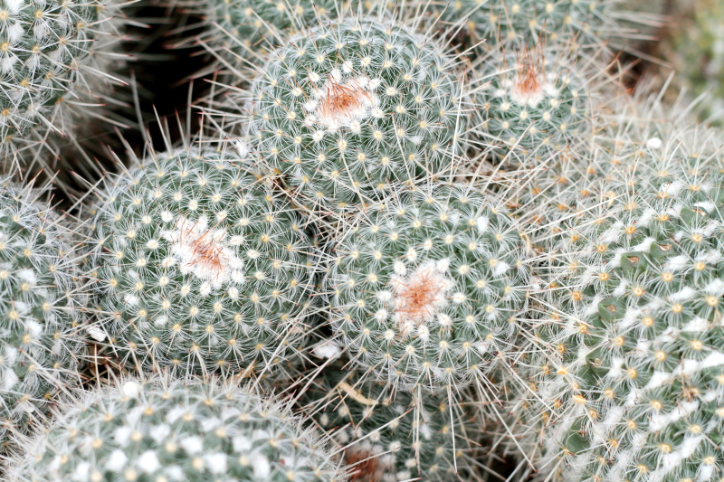 Whitey Cactus, Chicago Botanical Garden