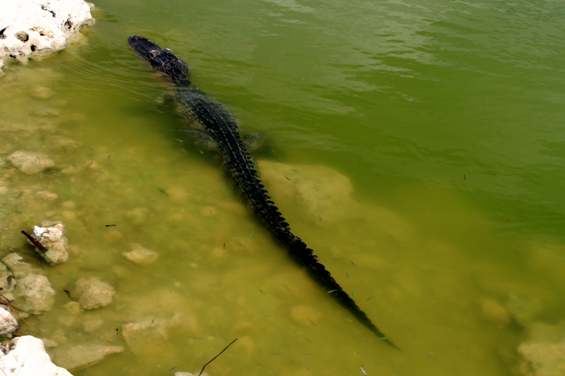 Alligator, Everglades National Park, Shark Valley, Florida
