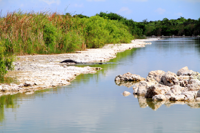 Everglades National Park, Shark Valley, Florida