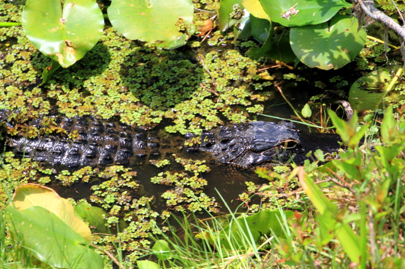 Alligator, Everglades National Park, Shark Valley, Florida