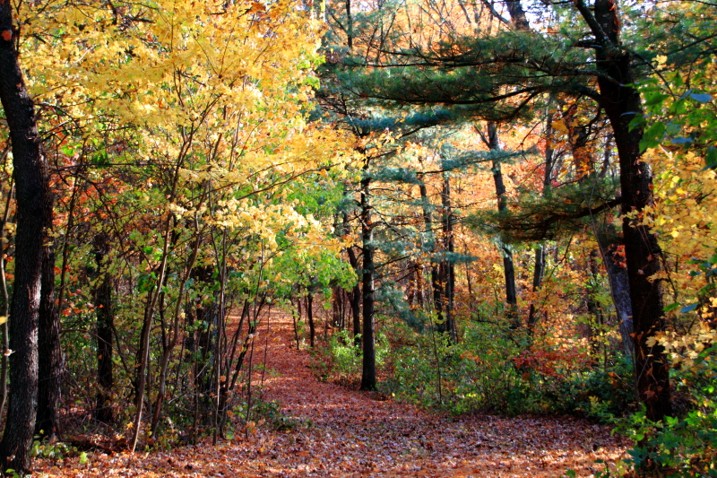 Fall Colors, Mirror Lake State Park, Wisconsin