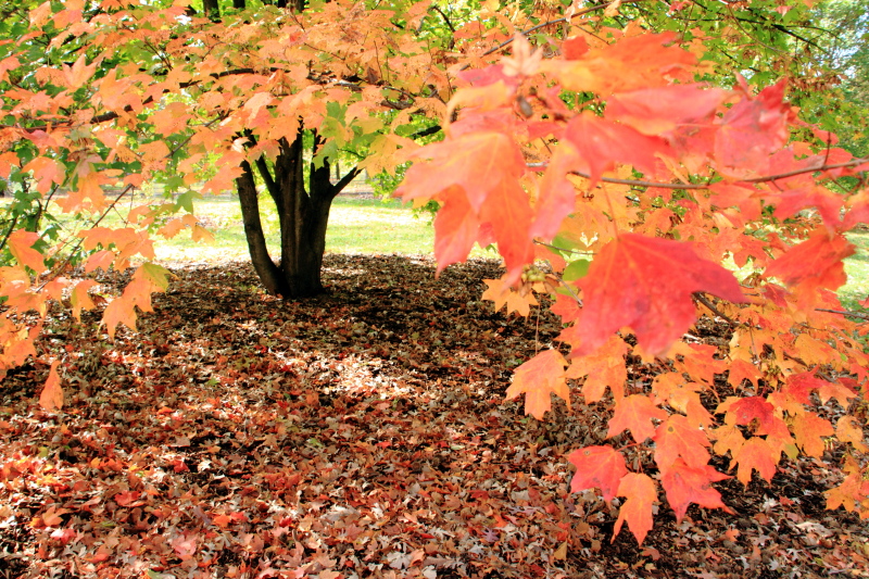 Morton Arboretum - Fall shade