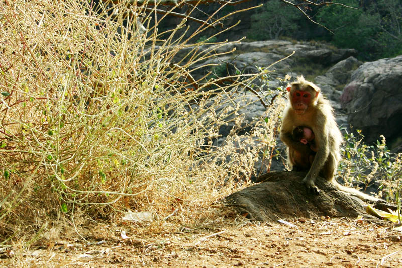 Monkey with baby, Mekedattu, Bangalore