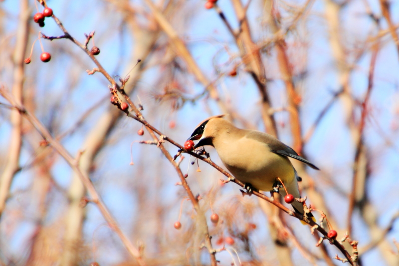 Cedar Waxwing (Bombycilla cedrorum), Spring 2013, Palatine, IL