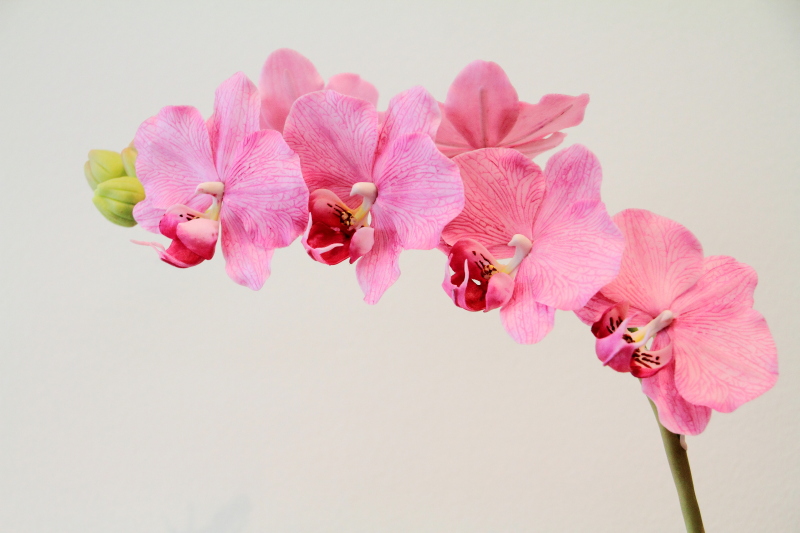 Orchid, Illinois Orchid Society Show and Sale, Chicago Botanic Garden