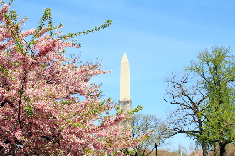 Washington Monument, Cherry Blossoms, Tidal Basin, Washington D.C.