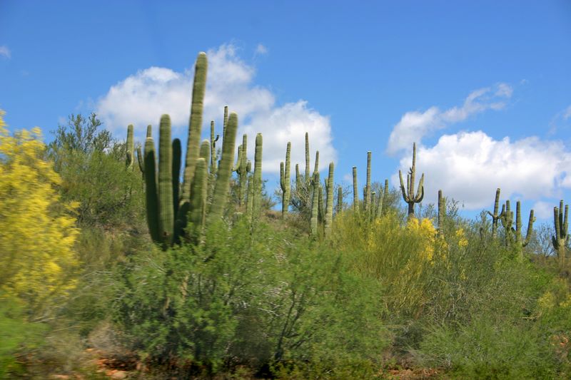 Cactus from the car, Sedona, AZ