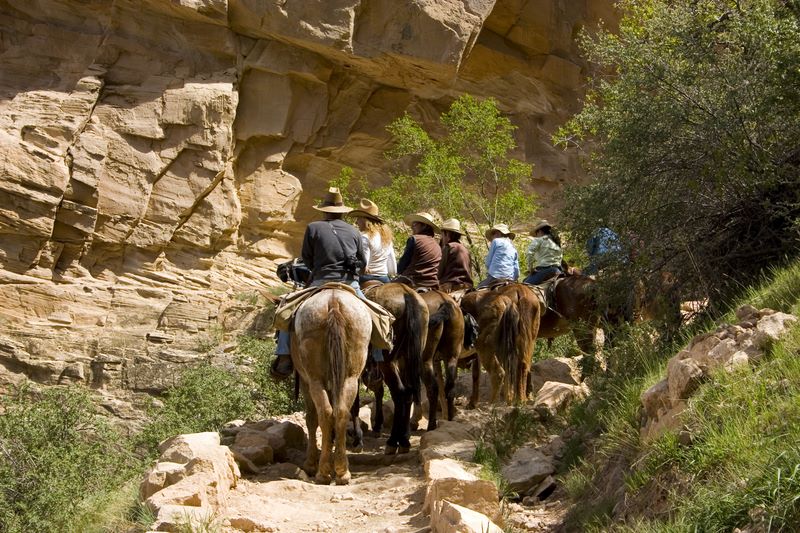 Mule ride, Bright Angel Trail, Grand Canyon National Park