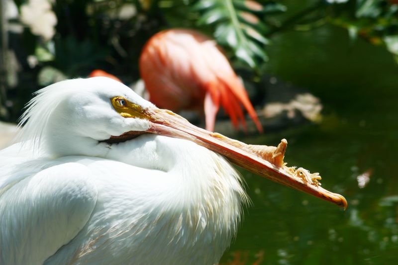 Deformed beak, Pink Flamingo, Galveston, TX