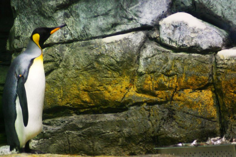 King Penguin, Aquarium