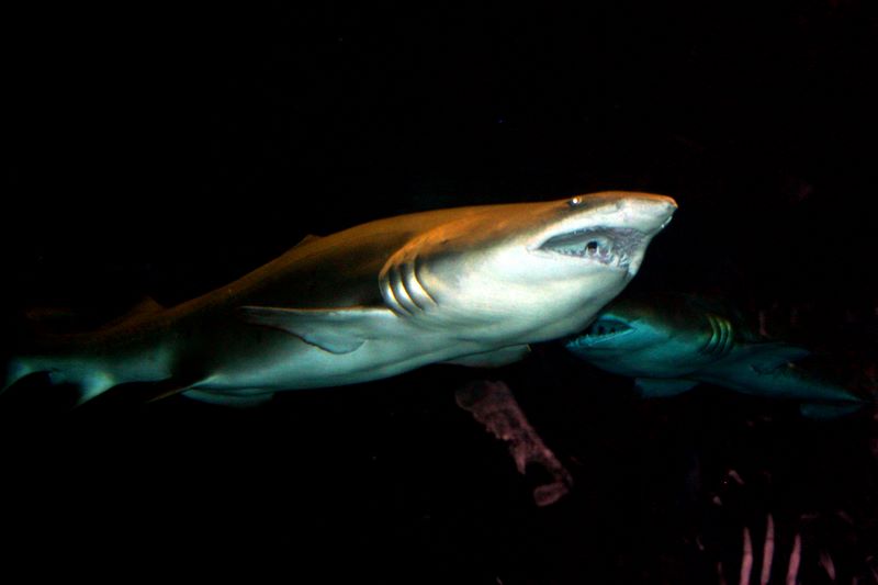 Atlantic Blacktip Shark - Cacharhinus limbatus, Aquarium
