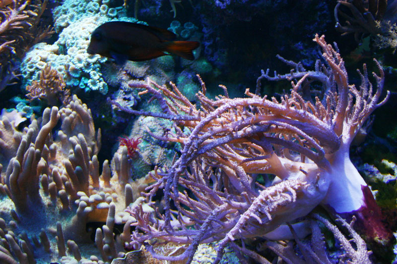 Coral, Fish, Aquarium