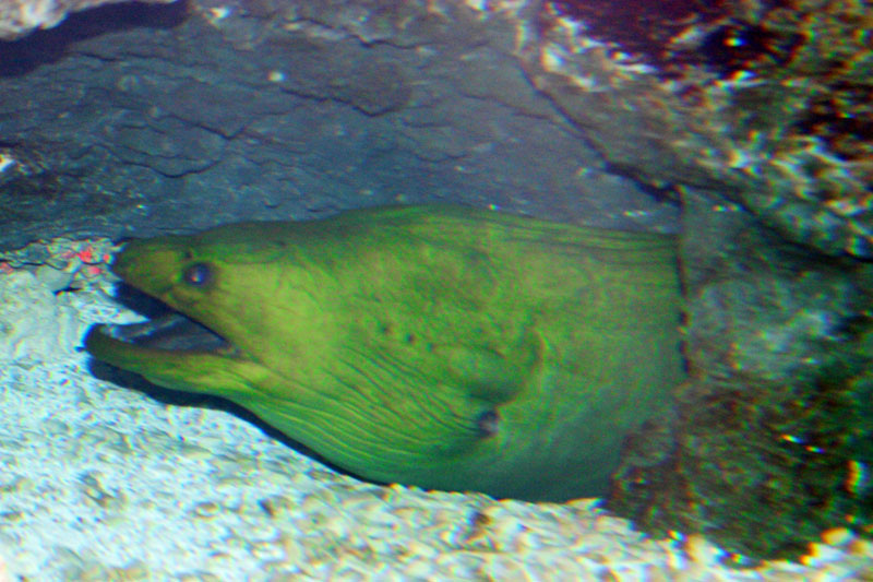 Green Moray - Gymnothorax Funebris, Aquarium