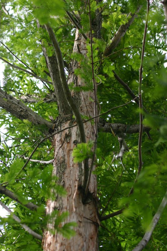 The last remaining tree of an entire genus, Indianapolis Zoo, IN