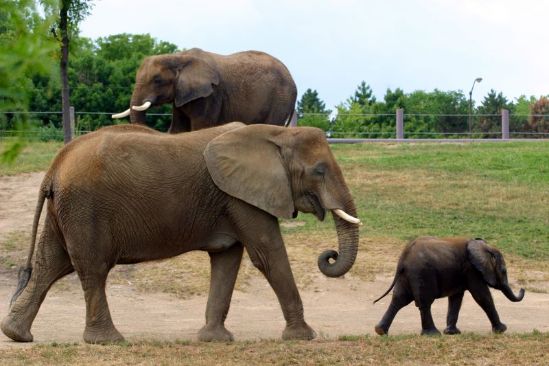 E is for Elephant - African Elephant family, Indianapolis Zoo, IN