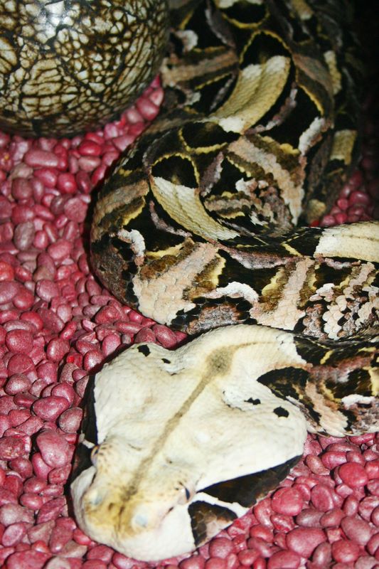Gaboon Viper, Indianapolis Zoo, IN
