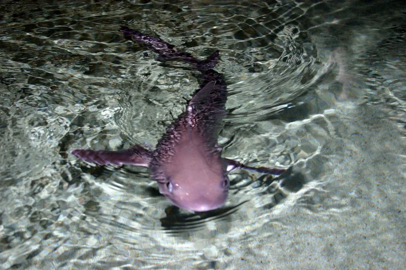 Shark!, Indianapolis Zoo, IN