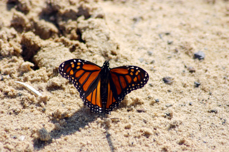 Butterfly Trail, Bald Eagle State park, PA