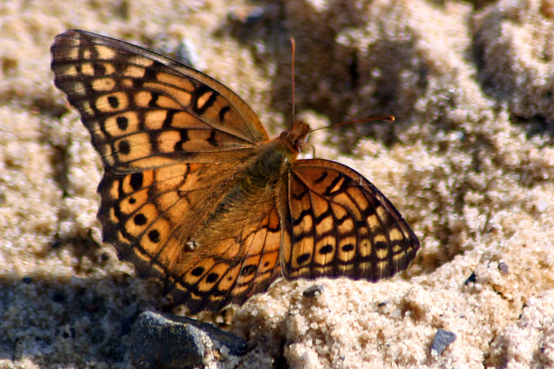 Butterfly: Expanded wings, Bald Eagle State park, PA