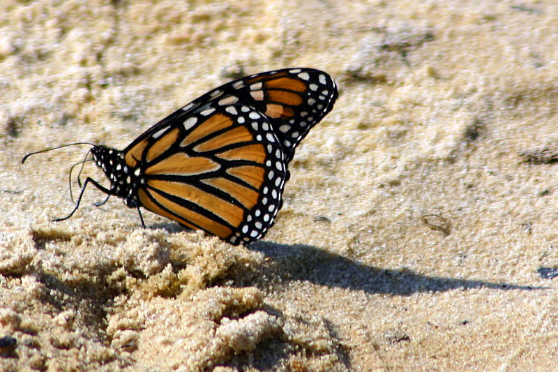 Butterfly: Folded wings
