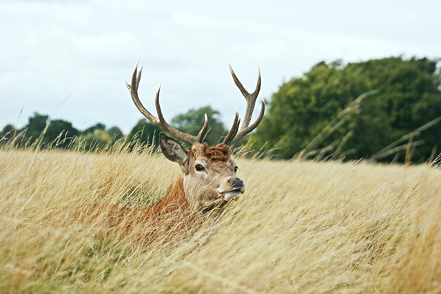 White-Tailed Deer Buck