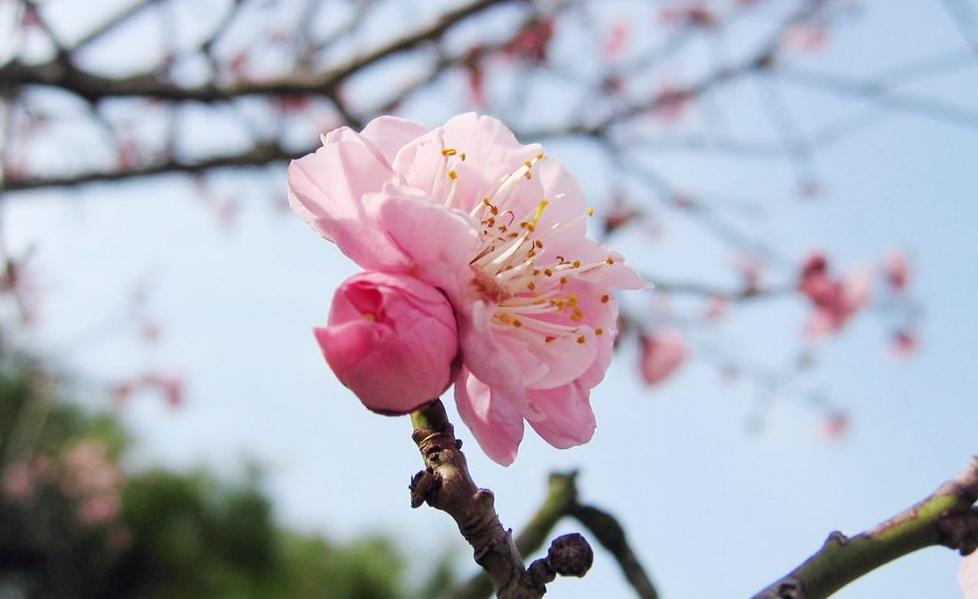peachblossom