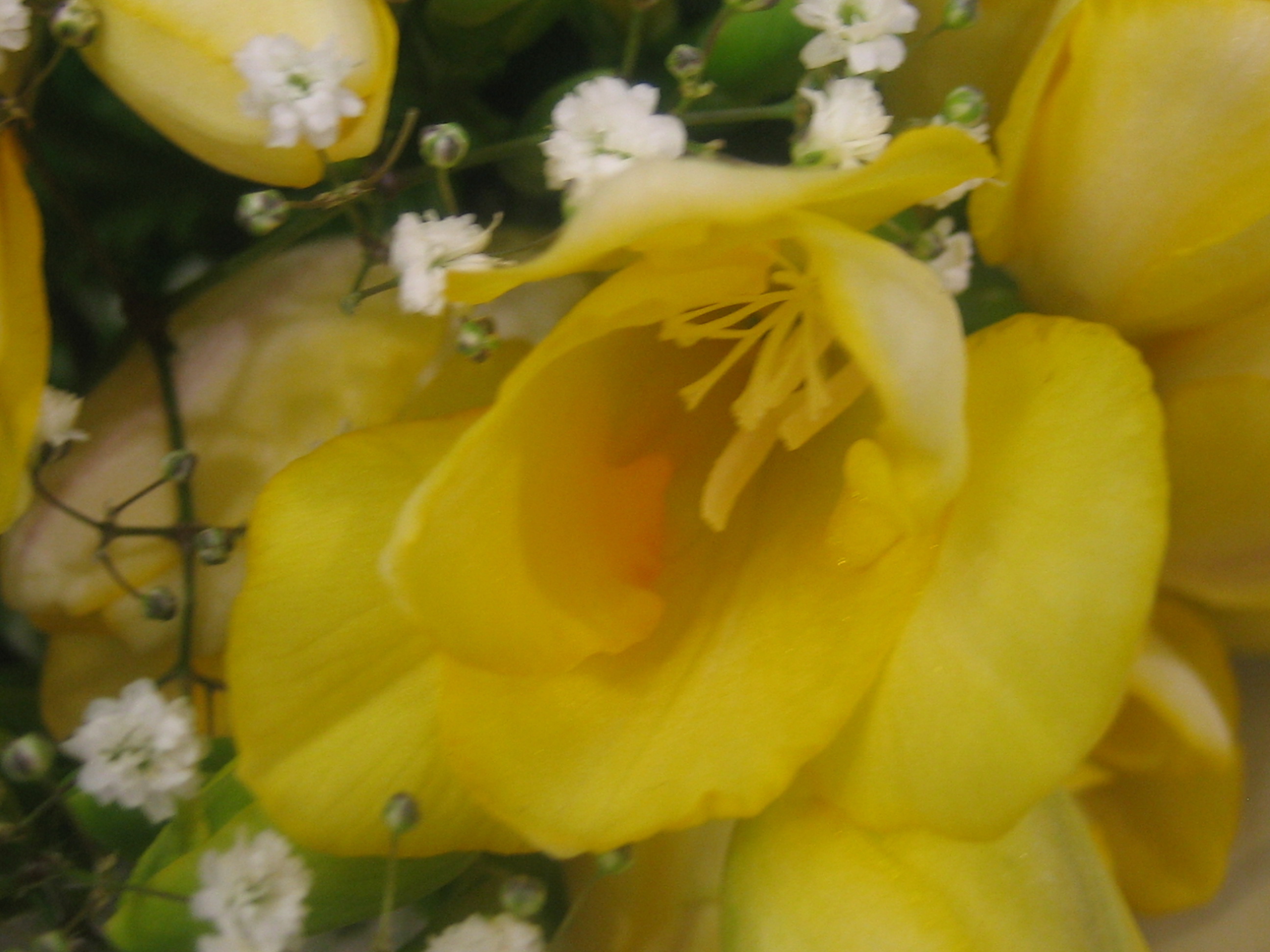 Harisons Yellow rose