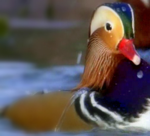 Mandarin Ducks----Yin-Yang ducks