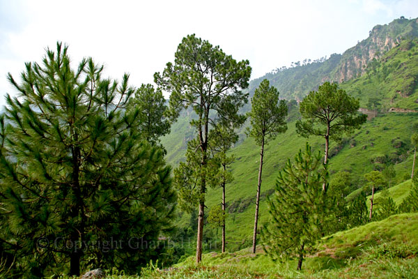 Mountain