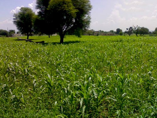 Mohra Kanyal, Dadyal