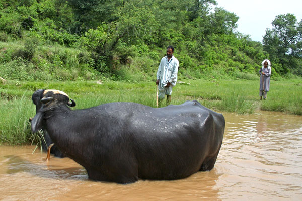 Grazing