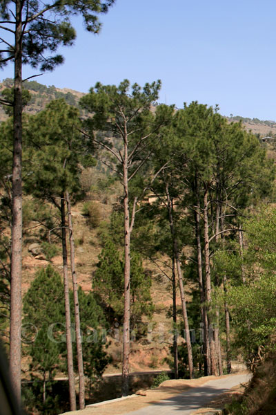 Road near Chechhan