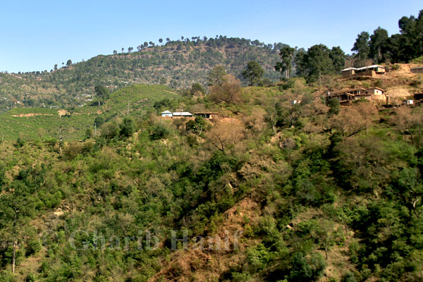 Village