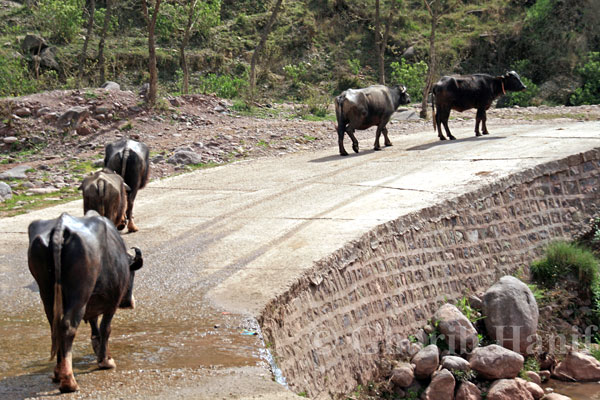 Buffaloes