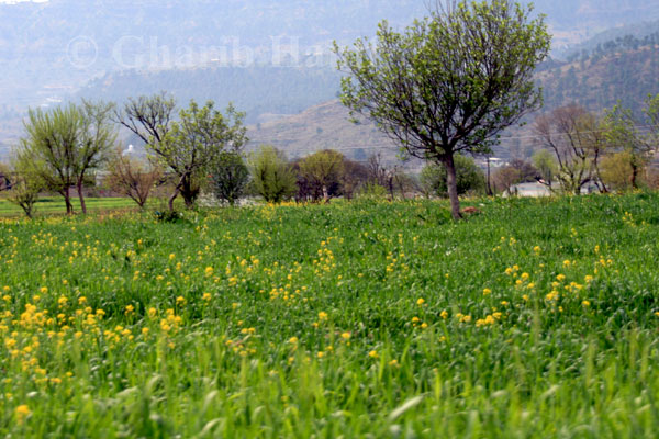 Field