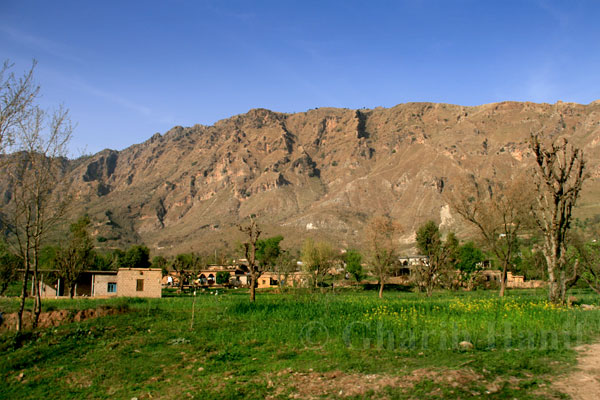 Fields