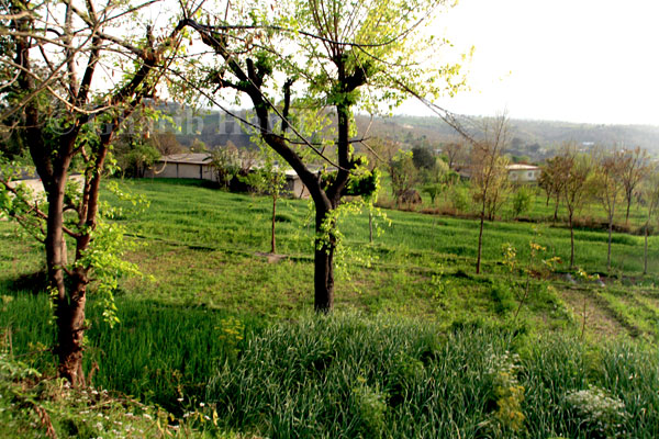 Fields