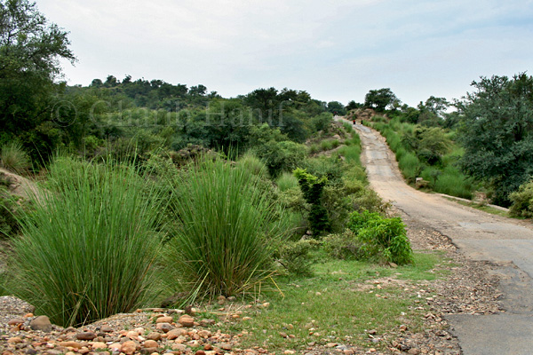 Road
