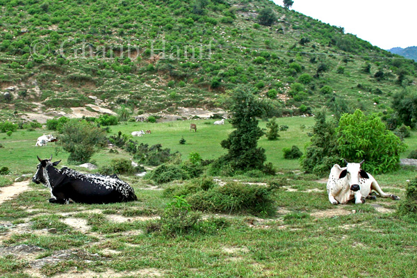 Grazing