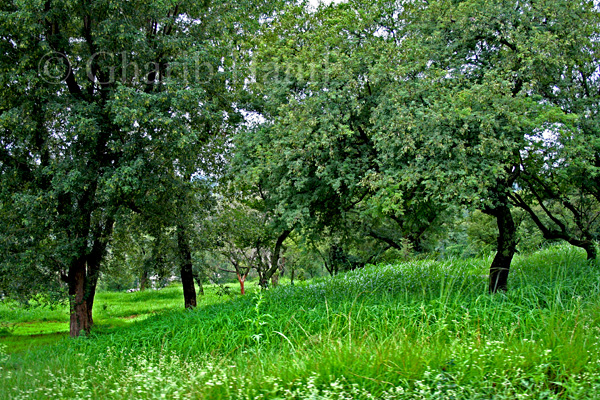 Fields