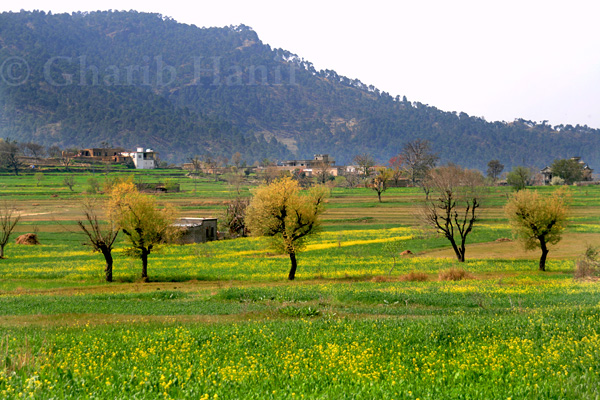 Village