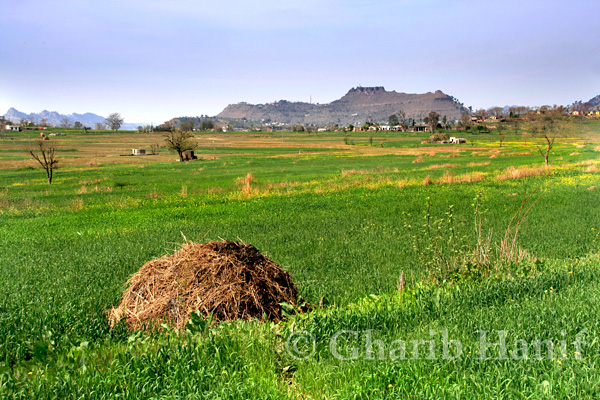 Fields