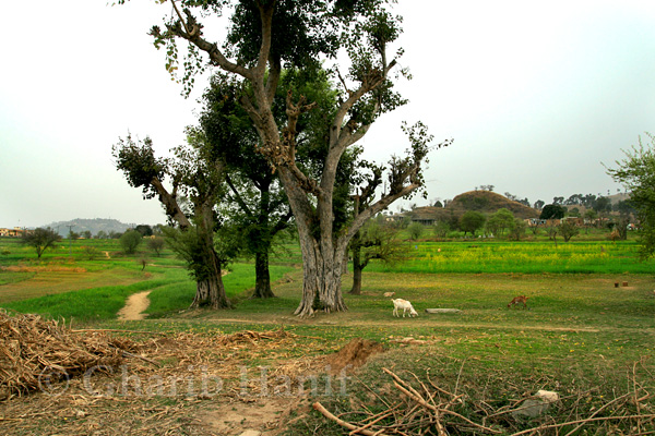 Village