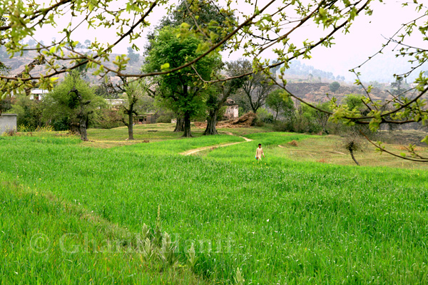 Fields