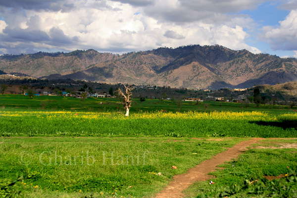 Fields