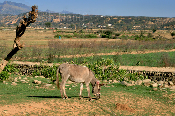 Village