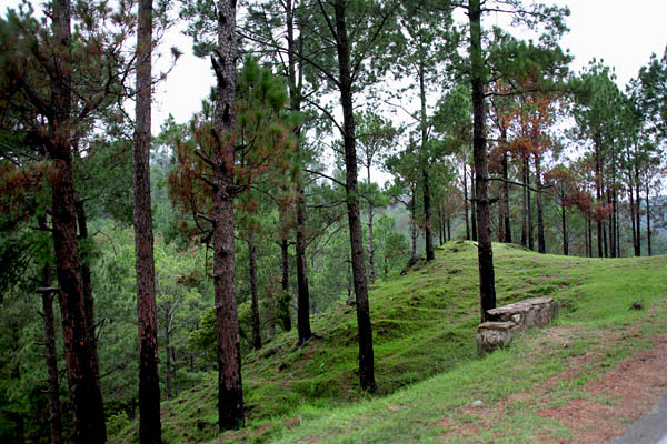 Forest near Sarsawa