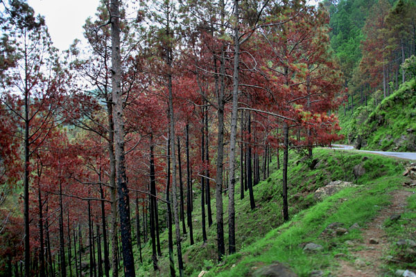 Forest near Sarsawa