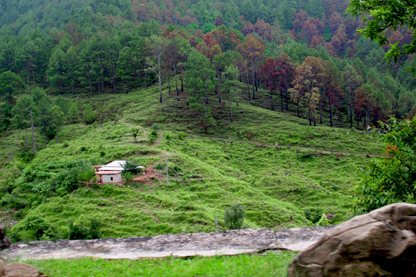 Forest near Sarsawa